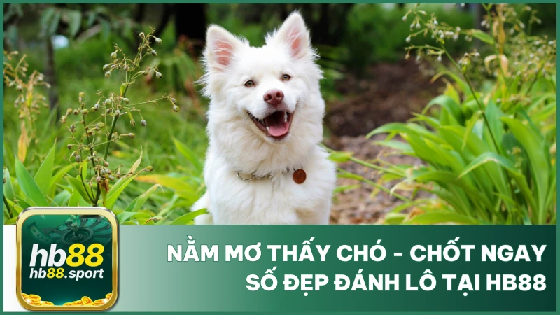 Nằm Mơ Thấy Chó - Chốt Ngay Số Đẹp Đánh Lô Tại Hb88