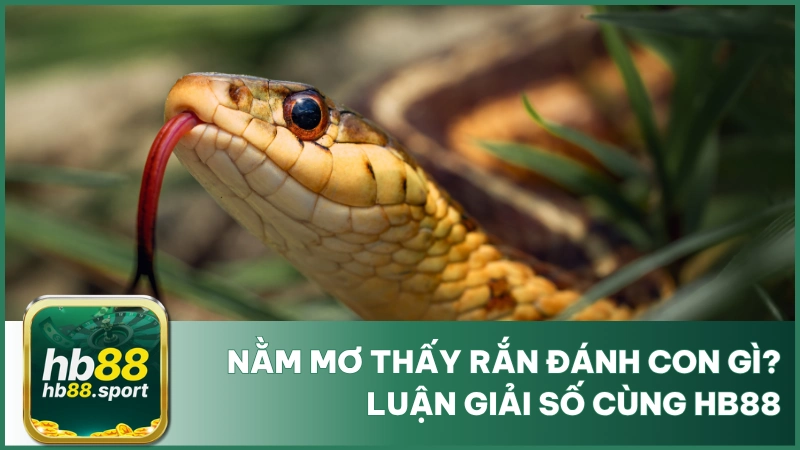 Nằm Mơ Thấy Rắn Đánh Con Gì? Luận Giải Số Cùng Hb88